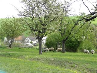 Zrúcanina kostolíka v Krásne 10 -Andrea Jakubíková