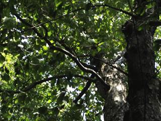 Nežabec 2 - Daniela Tomášiková