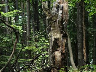 Vihorlat 6 - Daniela Tomášiková