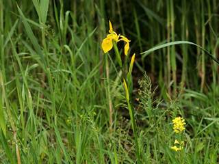 Parížske močiare 11 - Daniela Tomášiková