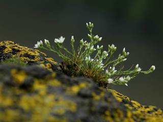 Krivín 5 - Daniela Tomášiková