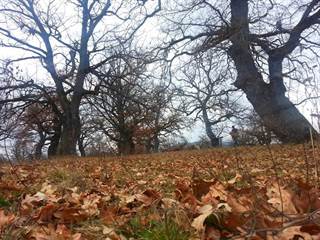 Panónsky háj Gavurky 7 - Jozef Halaj