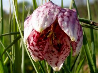 Prírodná rezervácia Pstruša 5 - Daniela Tomášiková