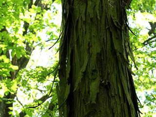 Hikóriový porast 4 - Daniela Tomášiková