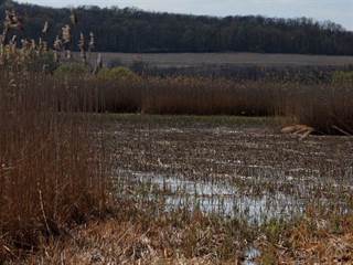 Parížske močiare 7 - Daniela Tomášiková