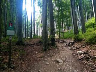 Záruby 5 - Palino Peťovský