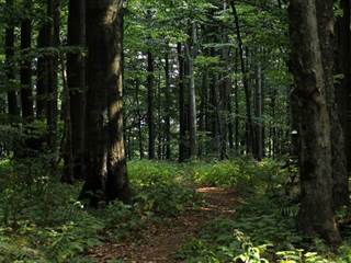 Vihorlat 5 - Daniela Tomášiková