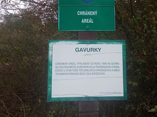 Panónsky háj Gavurky 9 - Lucia Šárniková