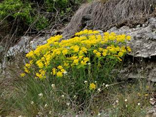 Veľká stráž 6 - Daniela Tomášiková