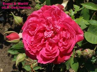 Arborétum Borová hora 3