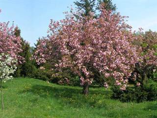 Arborétum Borová hora 6