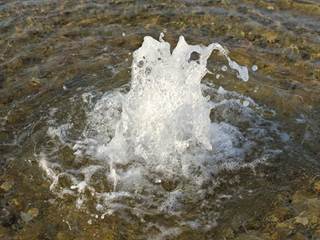 Sivá Brada 4 - www.shutterstock.com