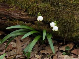 Jovsianska hrabina 5 - Daniela Tomášiková
