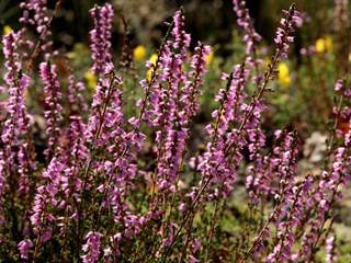 Hrdovická 7 - Daniela Tomášiková