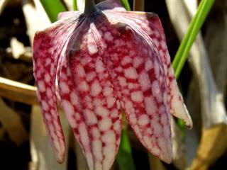 Prírodná rezervácia Pstruša 8 - Daniela Tomášiková