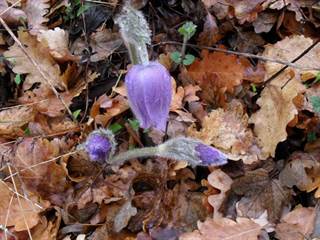 Osadník 6 - Paulina Melková