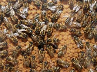 Včelárska paseka 10 - Juraj Bondora