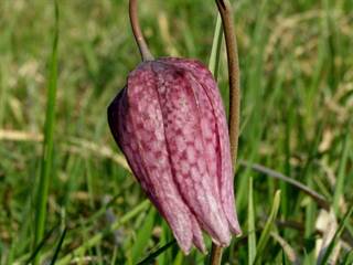 Prírodná rezervácia Pstruša 9 - Daniela Tomášiková