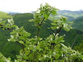 Hradová a Tisovský 3 - Daniela Tomášiková