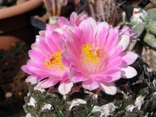 Arborétum Borová hora 11