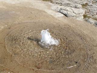 Sivá Brada 3 - www.shutterstock.com
