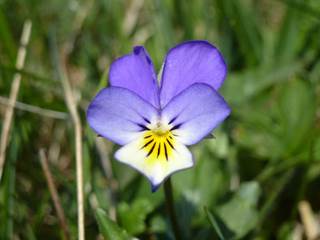 Chmeľová 3 - Marcel Pribiš