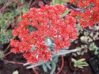 Arborétum Borová hora 12