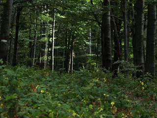 Vihorlat 8 - Daniela Tomášiková