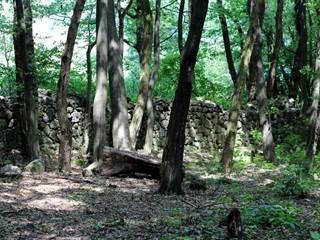 Hikóriový porast 7 - Daniela Tomášiková