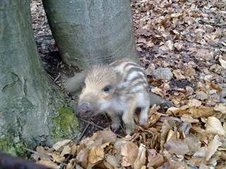 Chata Kováčová 11