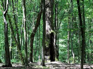 Hikóriový porast 5 - Daniela Tomášiková