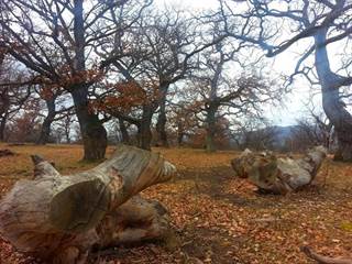 Panónsky háj Gavurky 6 - Jozef Halaj