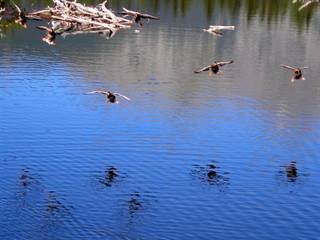 Nové Štrbské pleso 3 - Ing.Mgr.Jozef Kotulič