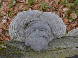 Makovica 5 - Paulina Melková