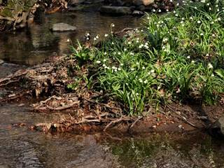 Jovsianska hrabina 4 - Daniela Tomášiková