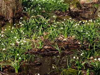 Jovsianska hrabina 3 - Daniela Tomášiková