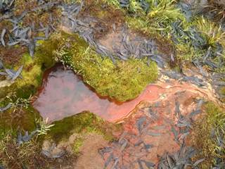 Mičinské travertíny 9 - Palino Peťovský