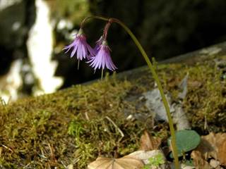 Gaderská dolina 07 - Daniela Tomášiková