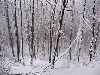 Hradisko Veľký vrch 5 - Majtán Robo