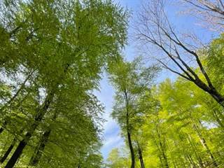 Kučišdorfská dolina