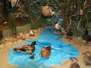 Tribečské múzeum 1