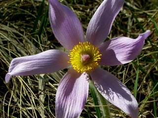 Prírodná rezervácia Mackov bok 4