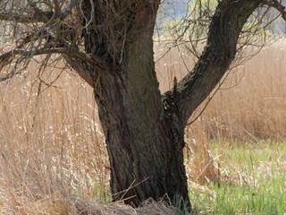 Parížske močiare 4 - Daniela Tomášiková