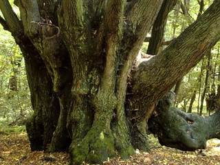 Devínska Kobyla 5 - Stanislav Doronenko