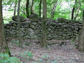 Hikóriový porast 8 - Daniela Tomášiková