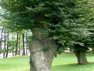 Kaštieľ v Hodkovciach 7 - Daniela Tomášiková