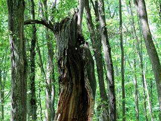 Hikóriový porast 6 - Daniela Tomášiková