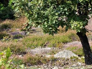 Zlatnícka skalka 2 - Daniela Tomášiková