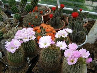 Arborétum Borová hora 10