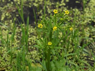 Parížske močiare 10 - Daniela Tomášiková
